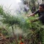 TNI dan Polri Musnahkan 52 Hektar Ladang Ganja