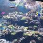 Mengagumkan, Ilmuwan Ubah Suara Ikan Menjadi Lagu Natal