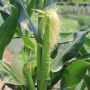 Minum Teh Serabut Jagung, Ini 5 Manfaat Kesehatannya