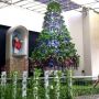 Uniknya Pohon Natal Hidroponik di Gereja Kristus Raja Surabaya
