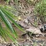 Warga di Aliran Sungai Batang Tapakis Diresahkan Kemunculan Buaya