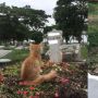 Diam Memandang Nisan Tuannya, Kucing ini Sakit Sejak Majikan Meninggal