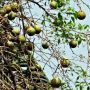 Sering dibuat Rujakan, Ketahui 5 Manfaat Kesehatan Buah Kedondong