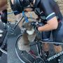 Viral Koala Dehidrasi Minta Minum Pesepeda karena Suhu Panas Australia