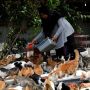 Cerita Dita Agusta, 'Mama Cat' Ratusan Kucing Liar di Pinggir Jakarta