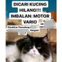 Viral, Sayembara Cari Kucing yang Hilang Ini Berhadiah Motor Vario