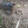 Temuan Jejak Harimau di Kebun Warga Gegerkan Masyarakat Padang Pariaman