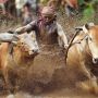 Tradisi Pacu Jawi Awal Tahun di Sumatera Barat