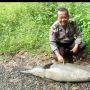 Seekor Lumba-lumba Penuh Luka Terdampar di Pesisir Pantai Pandeglang