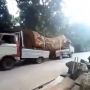 Anti Mainstream, Cara Angkut Kayu Ini Bikin Ingat Undur-Undur