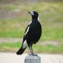 Kebakaran Hutan, Burung Asal Australia Ini Tiru Sirine Darurat