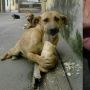 Anjing Liar Sengaja Diberi Makanan Campuran Paku, Tuai Kecaman