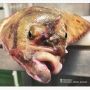 Misteri Ikan Laut Dalam Punya 2 Mata di Satu Sisi