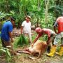 Diduga Dimangsa Harimau, Sapi Warga Agam Ditemukan Mati Penuh Luka