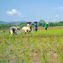 Pupuk Subsidi Langka, Nonsubsidi Mahal, Petani Terpaksa Pakai Urin Kelinci