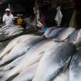 Jelang Imlek, Pedagang Ikan Bandeng Bermunculan di Rawa Belong