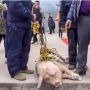 Babi Dipaksa Atraksi Bungee Jumping, Taman Hiburan Ini Dikecam Warganet