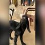 Heboh, Ada Kambing Berekspresi Murung Manusia