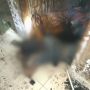 Kebakaran di Deli Serdang, Sepasang Suami Istri Tewas Terbakar
