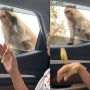 Viral Video Monyet Menolak Diberi Pisang, Lebih Pilih Keripik
