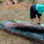 Ikan Arapaima Gigas Lebih dari 2 Meter di Batam Mati, Dikafani Lalu Dikubur