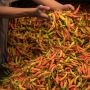 Minyak Goreng Masih Mahal, Kini Harga Cabai Naik Karena Cuaca Buruk