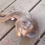 Terungkap! Ikan Berwajah Mirip Alien Berhasil Diidentifikasi