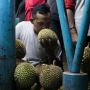 Asyik, Telah Hadir Agro Wisata Durian dan Kebun Strawberry di Lebak