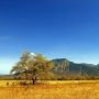 Sejarah Taman Nasional Baluran Situbondo, Pesona Alam bak Berada di Afrika
