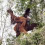 Duh, Orangutan Berisiko Terinfeksi Virus Corona dari Manusia
