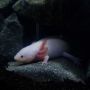 Mengenal Macam-Macam Hewan Vertebrata yang Hidup di Air, Apa saja?