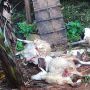 Puluhan Ekor Kambing Mati Misterius dengan Kondisi Isi Perut Terkoyak