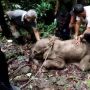 BKPH Bersama Warga Jaga-jaga Usai Anak Gajah Terjerat di Aceh Jaya