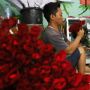 Sering Jadi Hadiah Romantis di Hari valentine, Kenapa Bunga Mawar Identik dengan Cinta?