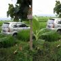 Viral Mobil Masuk Tengah Sawah di Madiun Tanpa Bekas Jejak Ban