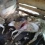 28 Kambing di Wonogiri Mati Misterius, Leher dan Perutnya Tercabik