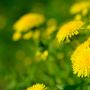 Selain Indah, Tanaman Dandelion Bisa Bunuh Sel Kanker dalam 48 Jam!