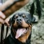 Inggris Akan Kerahkan Anjing untuk Deteksi Covid-19