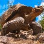 Terancam Punah, 36 Kura-kura Galapagos Dilepas ke Habitat Asli