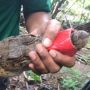 Bikin Takut Warga, Buaya yang Muncul di Sungai Brantas Akhirnya Ditangkap