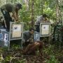 Pelepasliaran Lima Orangutan di TNBBBR