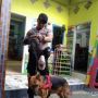 Kasus Mayat Balita Tanpa Kepala di PAUD, Anjing Pelacak Terus Mengendus Ini