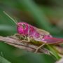 Temuan Belalang Pink bikin Gemas di Dunia Maya