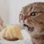 Begini Lucunya Reaksi Kucing saat Ditawari Durian, Ada yang Lahap?