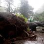 Jakarta Banjir Parah, Pohon Besar Tumbang di Depan Rumah Dinas Anies