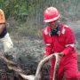 Kebakaran Hutan di Riau, Ular Piton Mati Terpanggang Lindungi 12 Telurnya