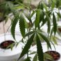 Konsumsi Ganja, Ayam di Thailand Lebih Sehat dan Dagingnya Lebih Bergizi