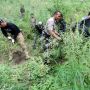 5 Hektar Ladang Ganja di Aceh Dimusnahkan