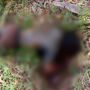 ABG Tewas Membusuk di Sawah, Diduga Dibunuh dengan Sadis