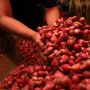 Tangkal Corona, Santri Kudus Makan Bawang Merah dan Baca Salawat 1.616 Kali